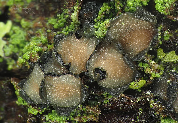 pahrnček Tryblidiopsis pinastri (Pers.) P. Karst.