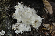 koralovec trúdnikovitý