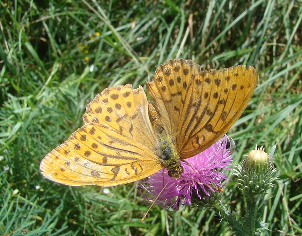 perlovec striebristopásavý Argynnis paphia