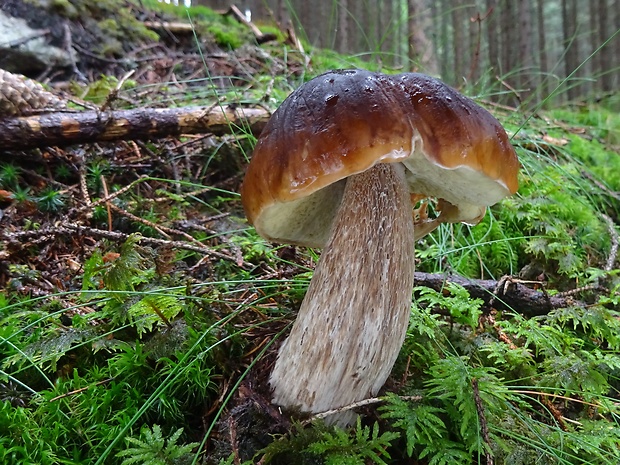 hríb smrekový Boletus edulis Bull.