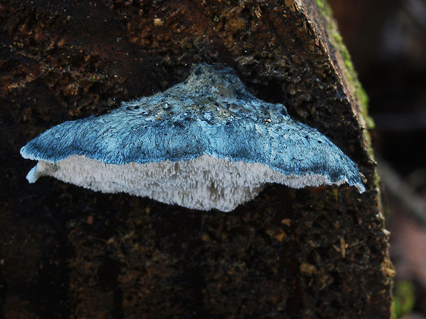 šťavnatec modrastý Cyanosporus caesius (Schrad.) McGinty