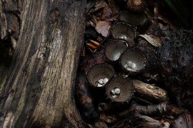 čiaškovec pásikavý Cyathus striatus (Huds.) Willd.