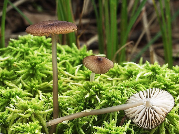 hodvábnica Entoloma atromarginatum (Romagn. & J. Favre) Zschiesch.