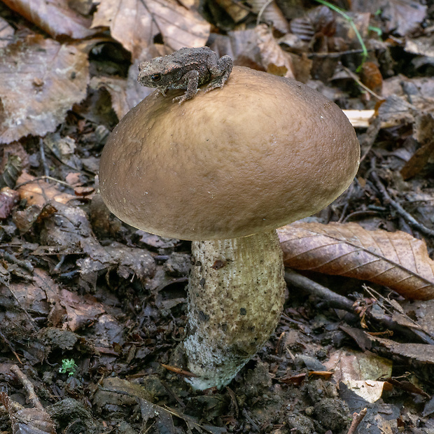 kozák hrabový Leccinum pseudoscabrum (Kallenb.) Šutara