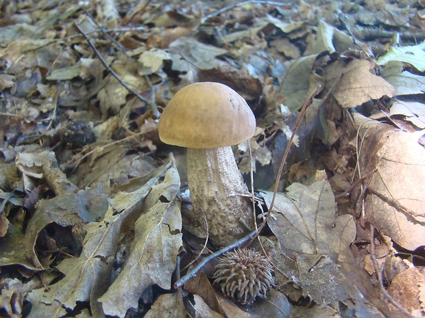 kozák hrabový Leccinum pseudoscabrum (Kallenb.) Šutara