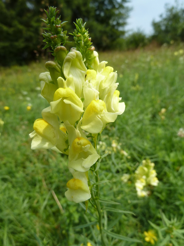 pyštek obyčajný Linaria vulgaris Mill.