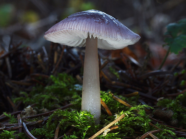 prilbička reďkovková Mycena pura (Pers.) P. Kumm.