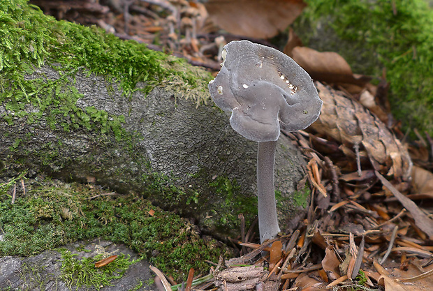 paraxerula Paraxerula caussei (Maire) R.H. Petersen