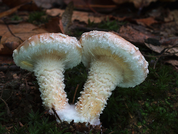 šupinovka hlinovookrová Pholiota lenta (Pers.) Singer