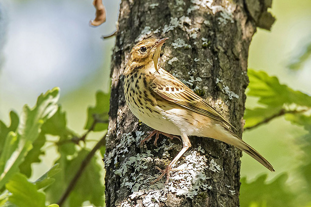 ľabtuška hôrna Anthus trivialis