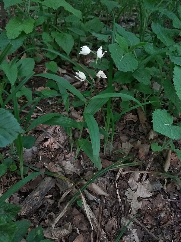 prilbovka dlholistá Cephalanthera longifolia (L.) Fritsch