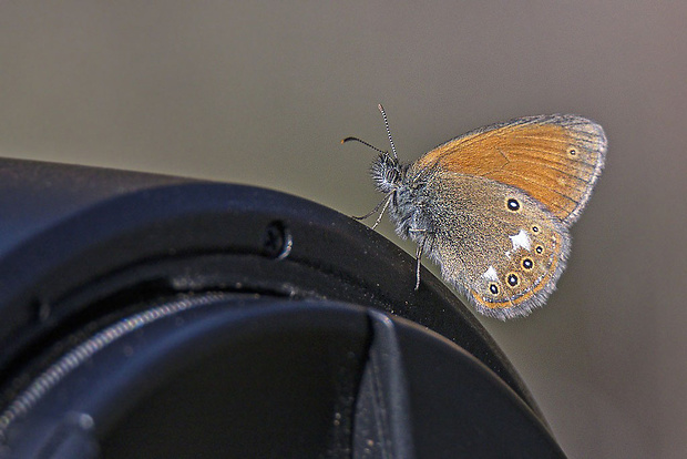 očkáň traslicový  Coenonympha glycerion