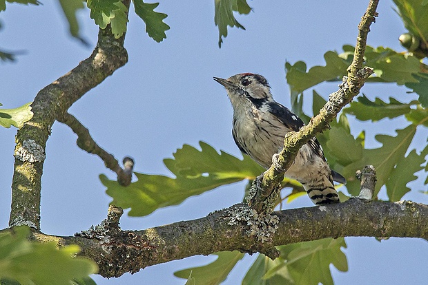 ďateľ malý  Dendrocopos minor