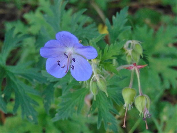 pakost lúčny Geranium pratense L.