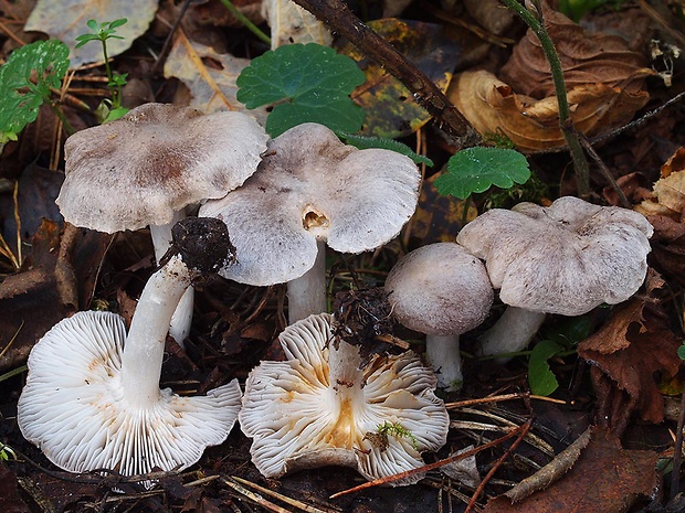 čírovka sivookrová Tricholoma scalpturatum (Fr.) Quél.