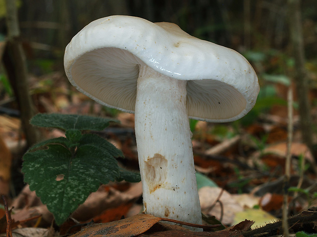 čírovka Tricholoma stiparophyllum (S. Lundell) P. Karst.