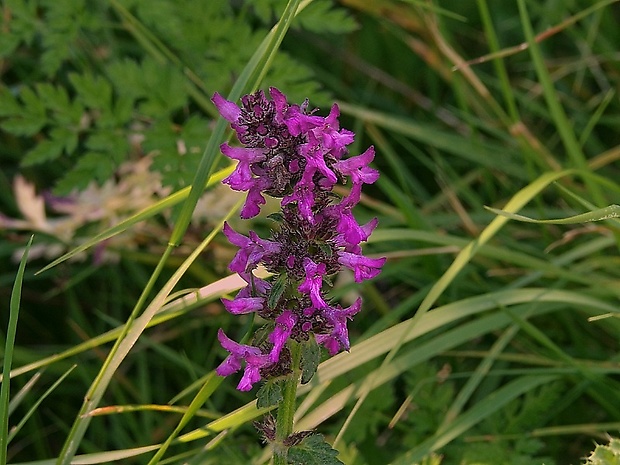 betonika lekárska Betonica officinalis L.