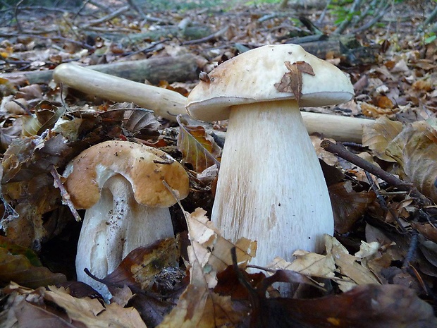 hríb smrekový Boletus edulis Bull.