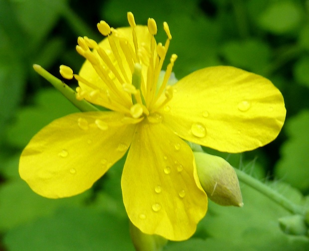 lastovičník väčší Chelidonium majus L.