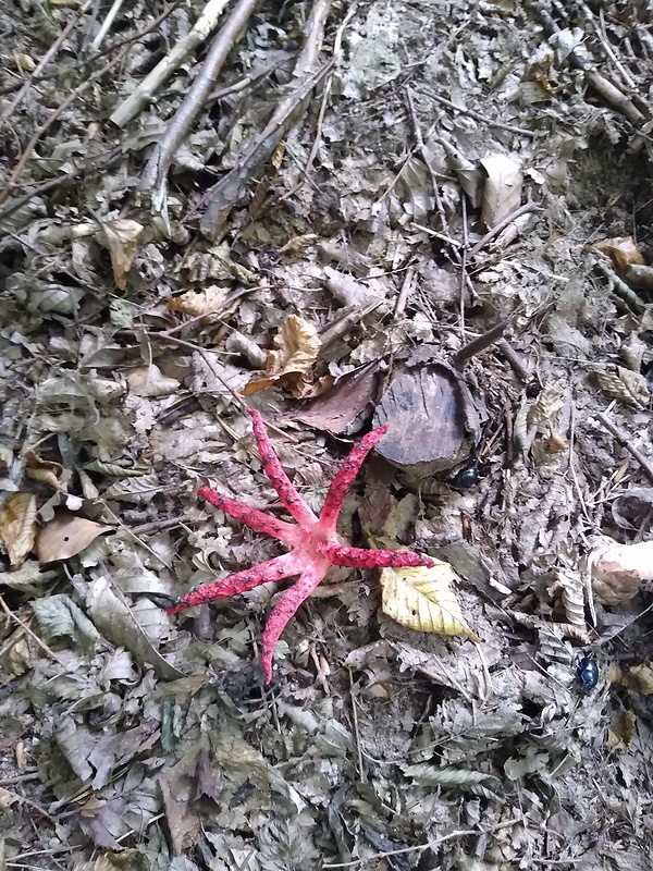 mrežovka kvetovitá Clathrus archeri (Berk.) Dring