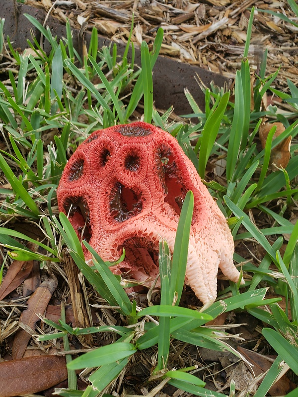 mrežovka červená Clathrus ruber P. Micheli ex Pers.