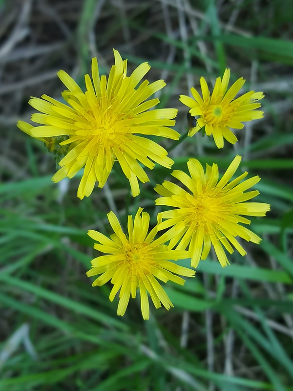 škarda  Crepis sp.