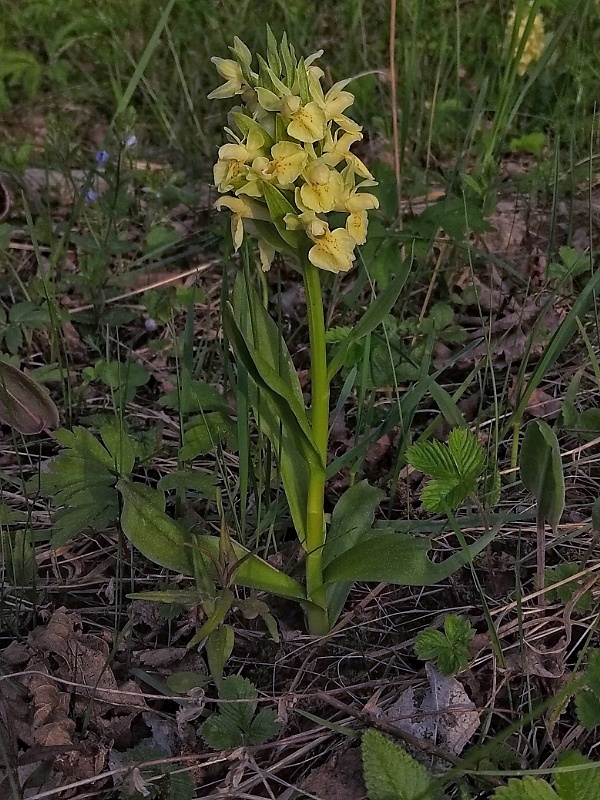 vstavačovec bazový Dactylorhiza sambucina (L.) Soó