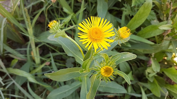 kamzičník podlhovastolistý Doronicum hungaricum Rchb. f.