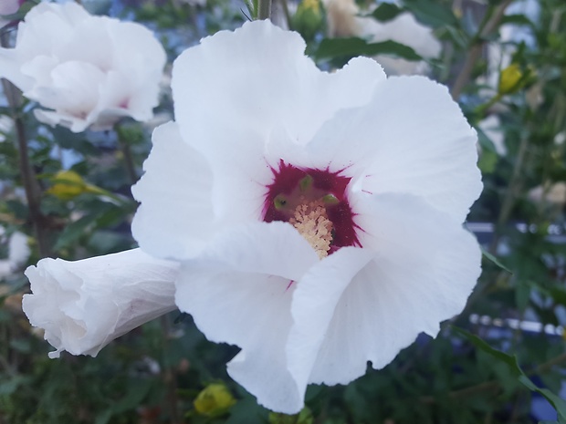 ibištek sýrsky Hibiscus syriacus L.