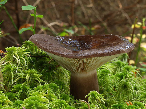 rýdzik sadzový Lactarius picinus Fr.