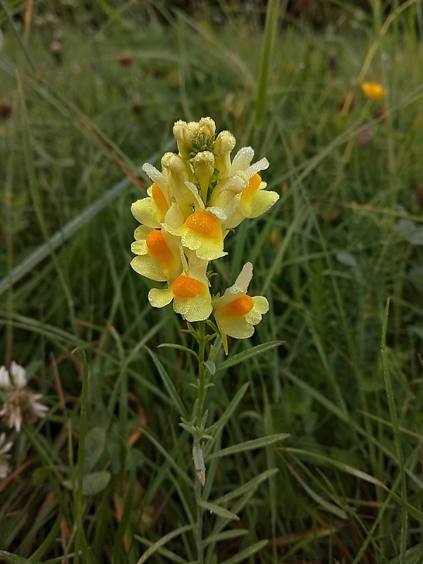 pyštek obyčajný Linaria vulgaris Mill.