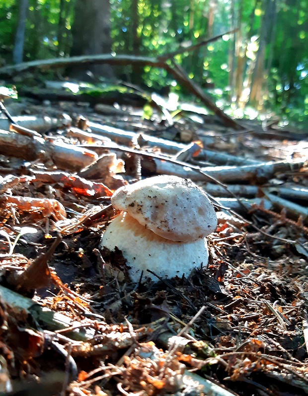 hríb smrekový Boletus edulis Bull.