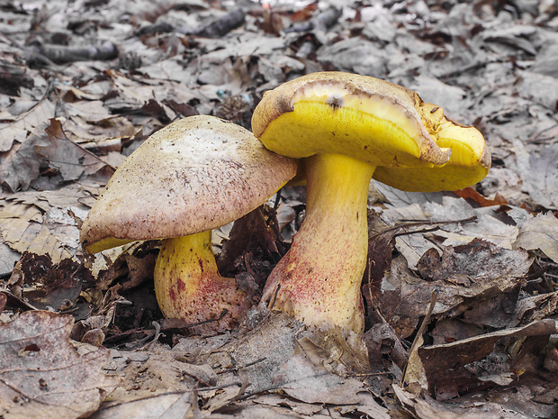 hríb striebristý Butyriboletus fechtneri (Velen.) D. Arora & J.L. Frank