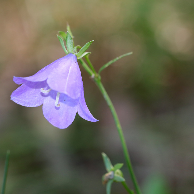 zvonček broskyňolistý Campanula persicifolia L.