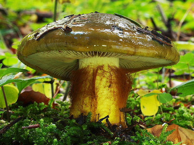 pavučinovec kopytníkový Cortinarius atrovirens Kalchbr.