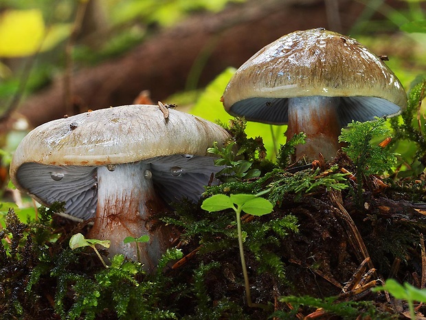 pavučinovec múčnovonný Cortinarius dionysae Rob. Henry