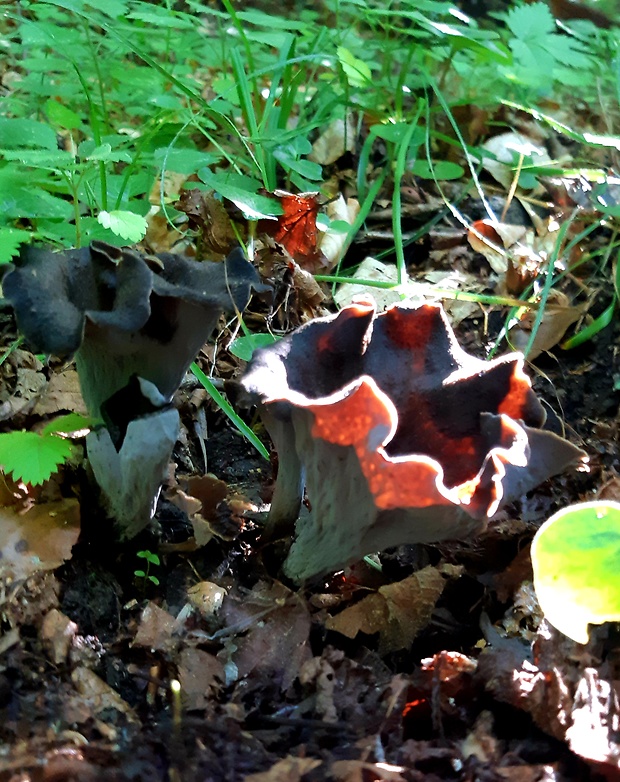 lievik trúbkovitý Craterellus cornucopioides (L.) Pers.