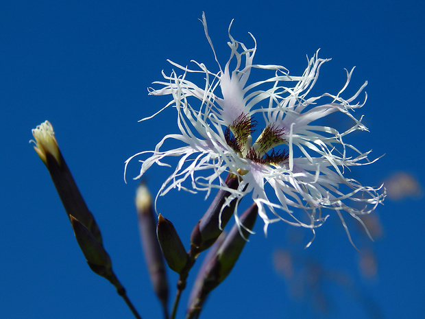 klinček pyšný alpský Dianthus superbus subsp. alpestris (Kablík. ex Uechtr.) Čelak.