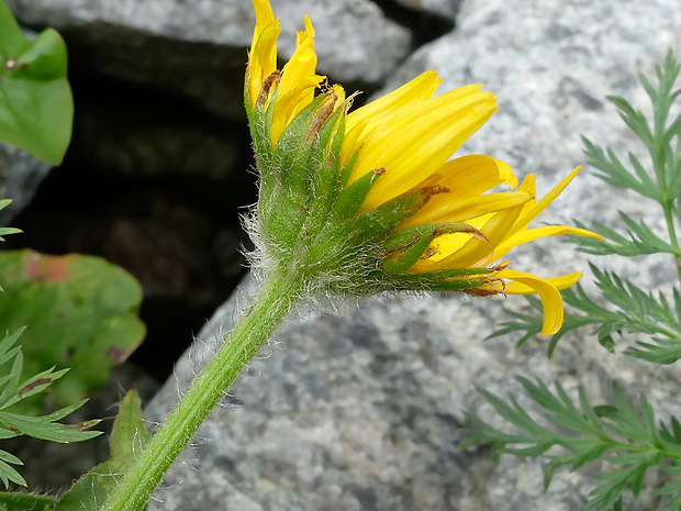 kamzičník chlpatý Doronicum stiriacum (Vill.) Dalla Torre