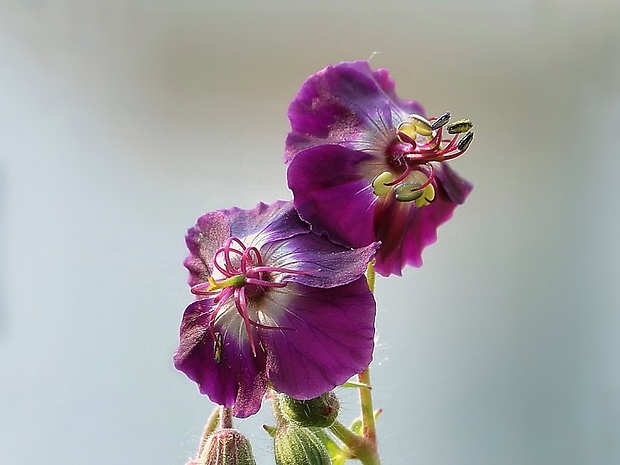 pakost hnedočervený Geranium phaeum L.