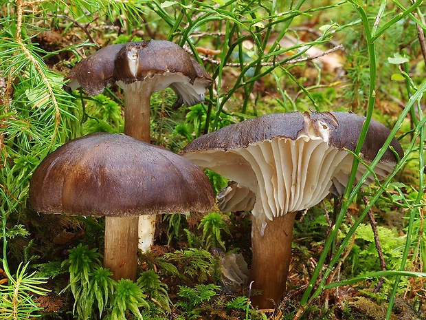 šťavnačka čiernovláknitá Hygrophorus camarophyllus (Alb. & Schwein.) Dumée, Grandjean & Maire