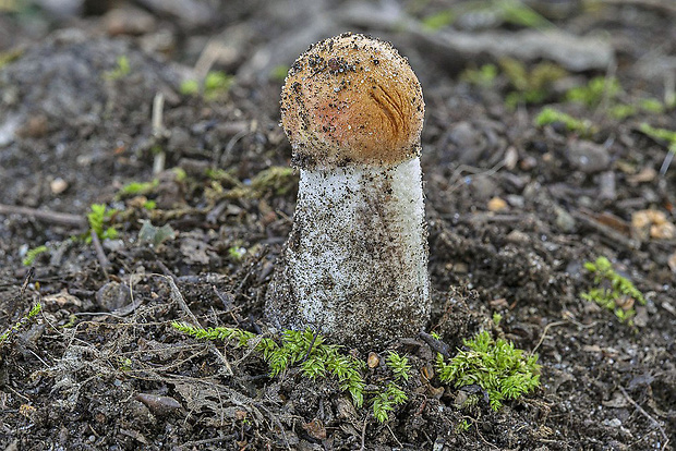 kozák Leccinum sp.