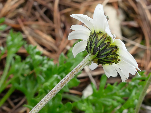 pakrálik alpínsky tatranský Leucanthemopsis alpina subsp. tatrae (Vierh.) Holub