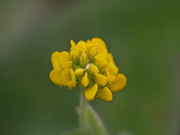 lucerna ďatelinová Medicago lupulina L.