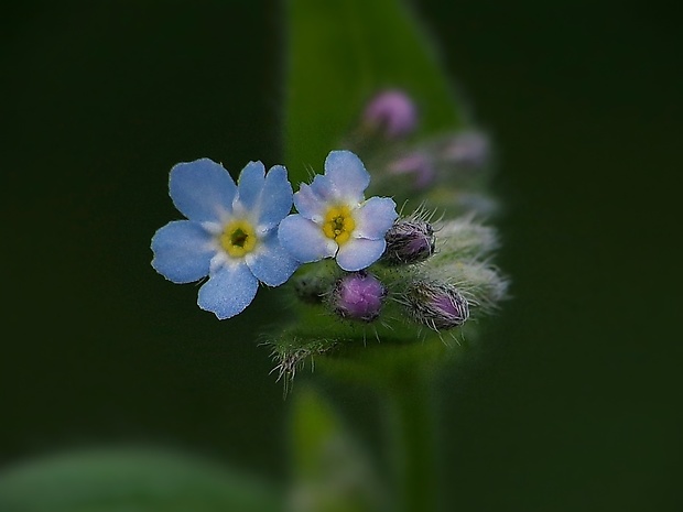 nezábudka Myosotis sp.