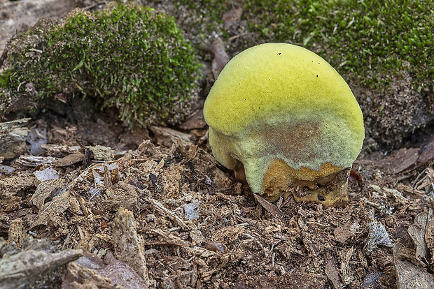 hnedák Schweinitzov Phaeolus schweinitzii (Fr.) Pat.