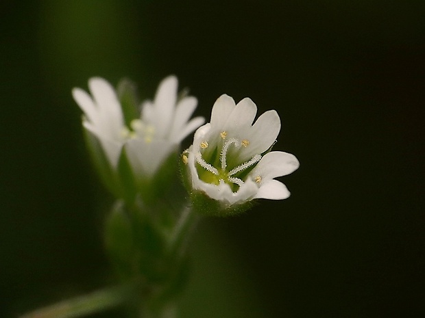 hviezdica trávovitá Stellaria graminea L.