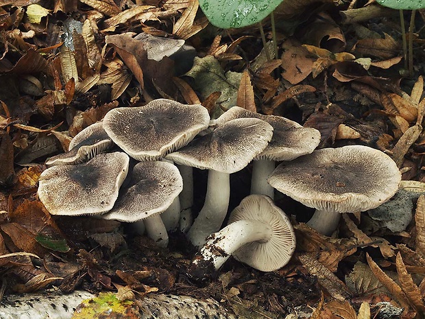 čírovka čiernošupinatá Tricholoma atrosquamosum Sacc.