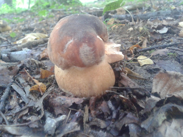 hríb bronzový Boletus aereus Bull. ex Fr.