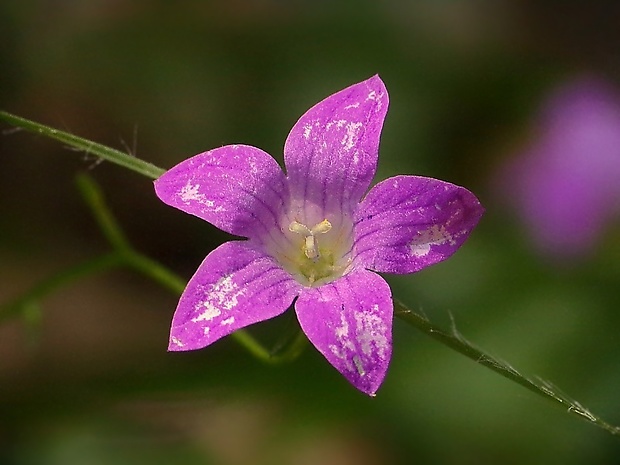 zvonček Campanula sp.